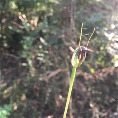 Pterostylis pedunculata at Turtons Creek, VIC - 26 Sep 2019 by StuartInchley