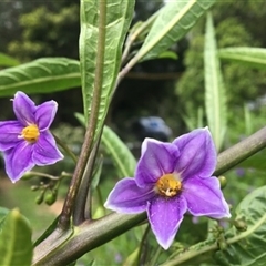 Solanum aviculare at Turtons Creek, VIC - 22 Sep 2019 by StuartInchley