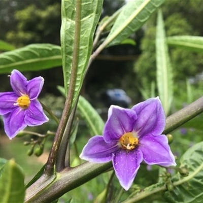 Solanum aviculare at Turtons Creek, VIC - 22 Sep 2019 by StuartInchley
