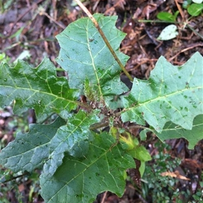 Solanum prinophyllum at Turtons Creek, VIC - 4 May 2021 by StuartInchley