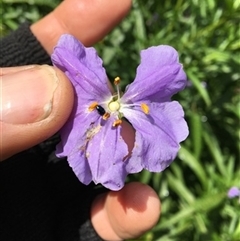Solanum vescum at Turtons Creek, VIC - 22 Sep 2019 by StuartInchley