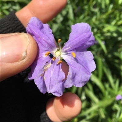 Solanum vescum at Turtons Creek, VIC - 22 Sep 2019 by StuartInchley
