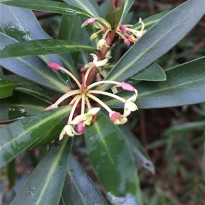 Tasmannia lanceolata at Turtons Creek, VIC - 29 Sep 2019 by StuartInchley
