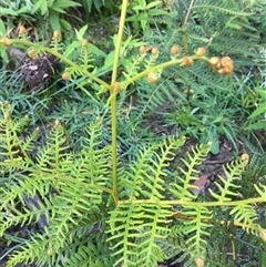 Pteridium esculentum at Turtons Creek, VIC - 11 Sep 2019 by StuartInchley