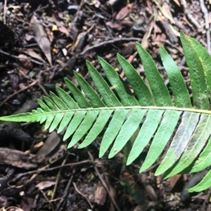 Blechnum nudum at Turtons Creek, VIC - 5 Sep 2019 by StuartInchley