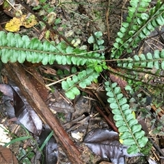 Blechnum fluviatile at Turtons Creek, VIC - 6 Jan 2021 by StuartInchley