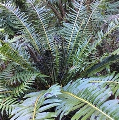 Blechnum nudum at Turtons Creek, VIC - 17 Sep 2019 by StuartInchley