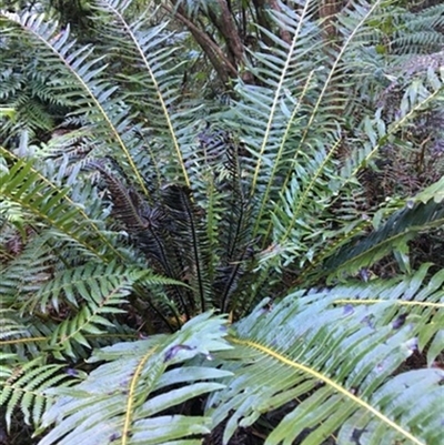 Blechnum nudum at Turtons Creek, VIC - 17 Sep 2019 by StuartInchley