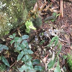 Blechnum wattsii at Turtons Creek, VIC - 10 Sep 2019 by StuartInchley