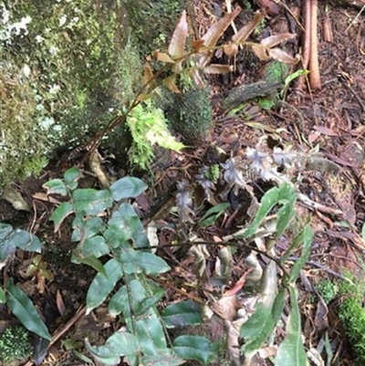 Blechnum wattsii at Turtons Creek, VIC - 10 Sep 2019 by StuartInchley