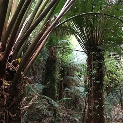 Dicksonia antarctica at Turtons Creek, VIC - 5 Sep 2020 by StuartInchley