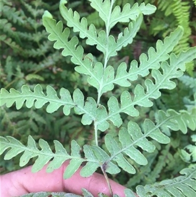 Histiopteris incisa at Turtons Creek, VIC - 4 Sep 2019 by StuartInchley