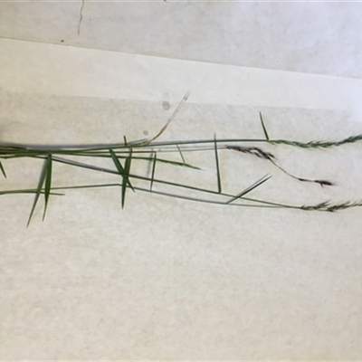 Microlaena stipoides at Turtons Creek, VIC - 31 Jan 2021 by StuartInchley