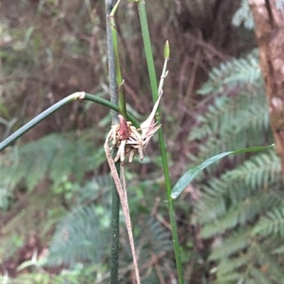 Tetrarrhena juncea at Turtons Creek, VIC - 29 Sep 2019 by StuartInchley
