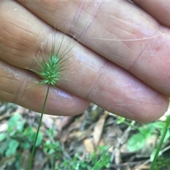 Echinopogon ovatus at Turtons Creek, VIC - 8 Jan 2021 by StuartInchley
