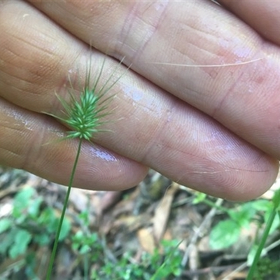 Echinopogon ovatus at Turtons Creek, VIC - 8 Jan 2021 by StuartInchley