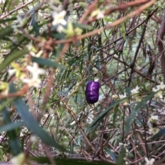 Billardiera macrantha at Turtons Creek, VIC - 24 Aug 2021 by StuartInchley