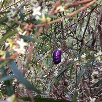 Billardiera macrantha at Turtons Creek, VIC - 24 Aug 2021 by StuartInchley