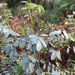 Indigofera australis subsp. australis at Turtons Creek, VIC - 23 Aug 2021 by StuartInchley