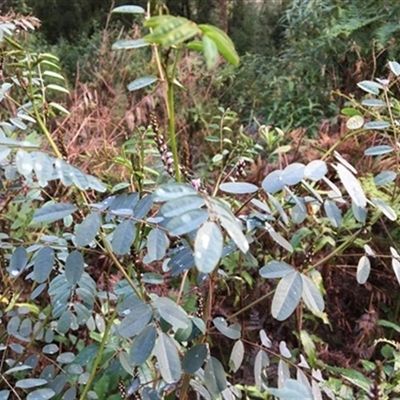 Indigofera australis subsp. australis at Turtons Creek, VIC - 23 Aug 2021 by StuartInchley