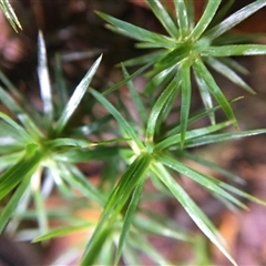 Dawsonia superba at Turtons Creek, VIC - 30 Aug 2021 by StuartInchley