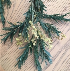 Acacia dealbata at Turtons Creek, VIC - 2 Sep 2021 by StuartInchley