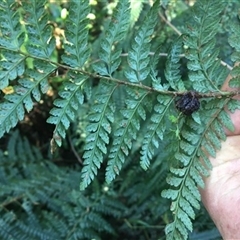 Polystichum proliferum at Turtons Creek, VIC - 2 Sep 2021 by StuartInchley