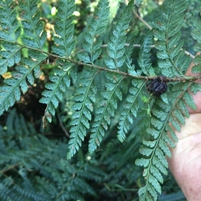 Polystichum proliferum at Turtons Creek, VIC - 2 Sep 2021 by StuartInchley