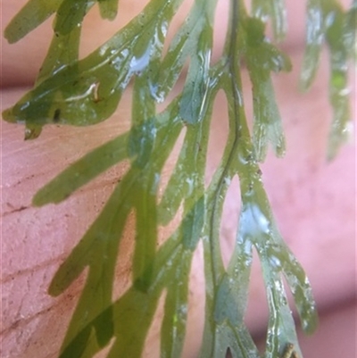 Hymenophyllum australe at Turtons Creek, VIC - 5 Sep 2021 by StuartInchley