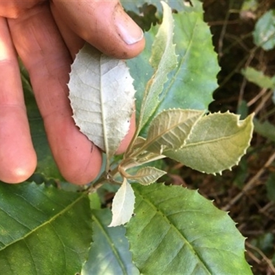 Olearia argophylla at Turtons Creek, VIC - 2 Sep 2021 by StuartInchley