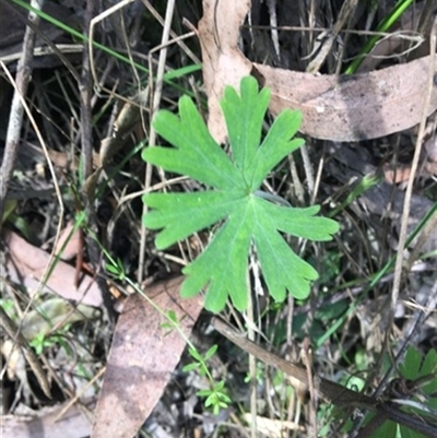 Geranium potentilloides at Turtons Creek, VIC - 27 Sep 2019 by StuartInchley