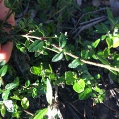 Gonocarpus sp. at Turtons Creek, VIC - 11 Sep 2019 by StuartInchley