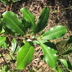 Myrsine howittiana at Turtons Creek, VIC - 2 Sep 2021 by StuartInchley