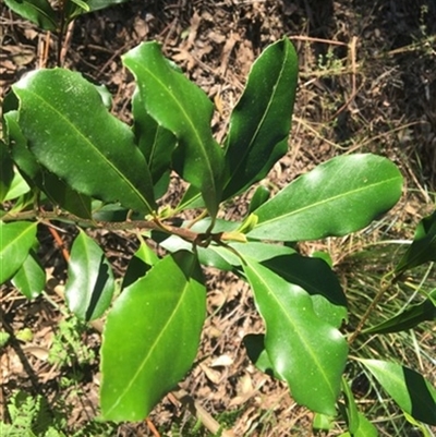 Myrsine howittiana at Turtons Creek, VIC - 2 Sep 2021 by StuartInchley