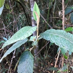Pomaderris aspera at Turtons Creek, VIC - 2 Sep 2021 by StuartInchley