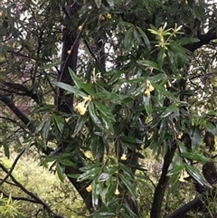 Pittosporum bicolor at Turtons Creek, VIC - 20 Sep 2021 by StuartInchley