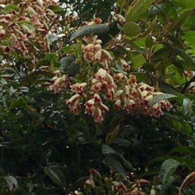 Pandorea pandorana at Foster North, VIC - 20 Sep 2021 by StuartInchley