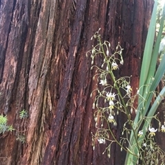 Dianella tasmanica at Turtons Creek, VIC - 29 Oct 2020 by StuartInchley