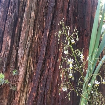 Dianella tasmanica at Turtons Creek, VIC - 29 Oct 2020 by StuartInchley