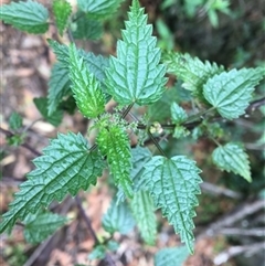 Urtica incisa at Turtons Creek, VIC - 13 Feb 2021 by StuartInchley