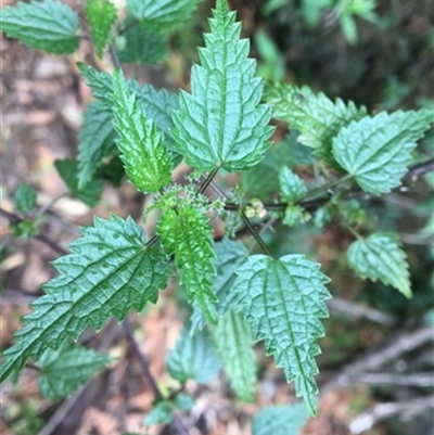 Urtica incisa at Turtons Creek, VIC - 13 Feb 2021 by StuartInchley