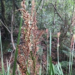 Lepidosperma elatius at Turtons Creek, VIC - 13 Feb 2021 by StuartInchley