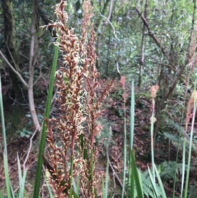 Lepidosperma elatius at Turtons Creek, VIC - 13 Feb 2021 by StuartInchley