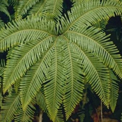 Sticherus urceolatus at Turtons Creek, VIC - 5 Jan 2021 by StuartInchley