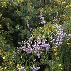 Comesperma volubile at Turtons Creek, VIC - 20 Sep 2021 by StuartInchley