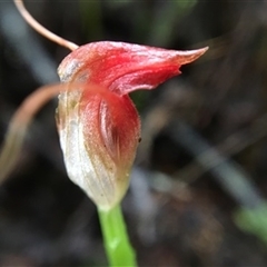Pterostylis pedunculata at Turtons Creek, VIC - 23 Oct 2021 by StuartInchley