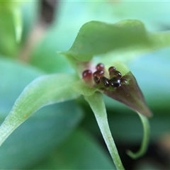 Chiloglottis cornuta (Green Bird Orchid) at Turtons Creek, VIC - 25 Oct 2021 by StuartInchley
