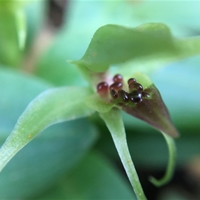 Chiloglottis cornuta (Green Bird Orchid) at Turtons Creek, VIC - 25 Oct 2021 by StuartInchley