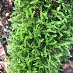 Lembophyllum divulsum at Turtons Creek, VIC - 6 Sep 2021 by StuartInchley