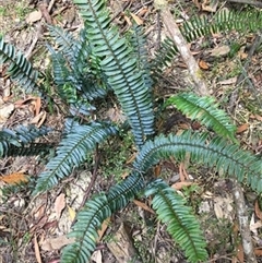 Blechnum nudum at Turtons Creek, VIC - 8 Feb 2022 by StuartInchley